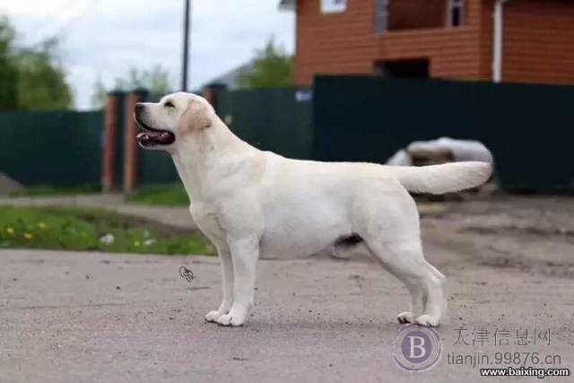 天津 忠实温顺拉布拉多幼犬导盲犬拉拉神犬小七