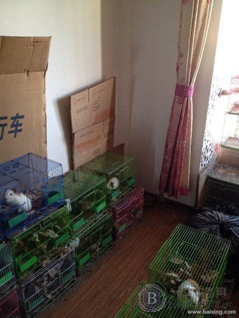宠物寄养，种类不限
